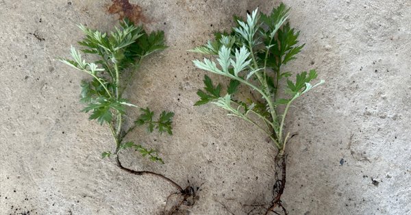 お庭の雑草note｜Yukihiko Yotsukura（studio orb)｜note