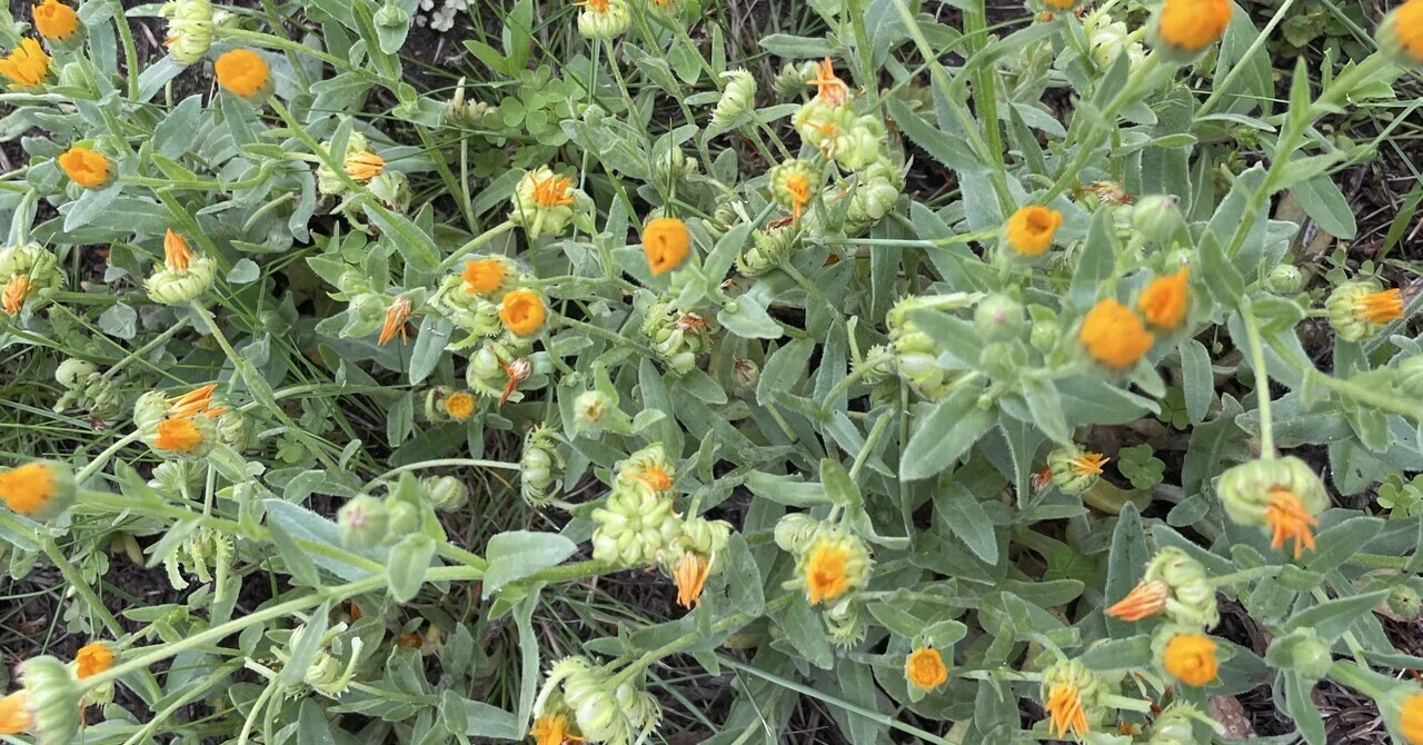 Morning Walk: Wild Calendula｜フランソワ