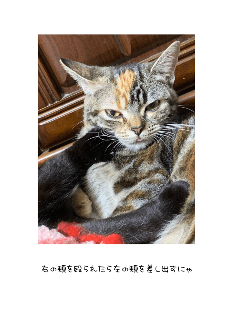 右の頬を殴られたら左の頬を差し出すにゃ




#猫 #ねこ #ネコ #スコティッシュフォールド