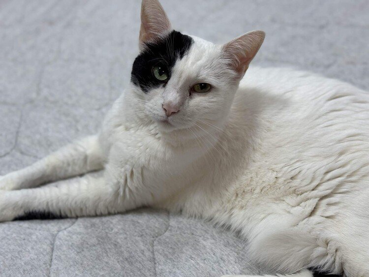 猫のいるしあわせ」の急上昇タグ記事一覧｜note ――つくる