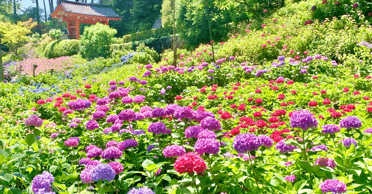 我が家の紫陽花を球体に輝かせたい｜無糖缶