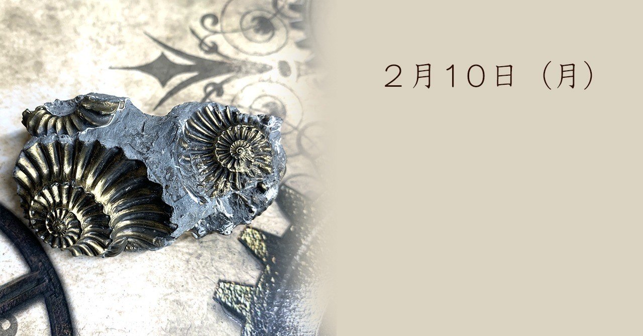 ネガティブアンモナイト化石｜さとうかよこ（きらら舎）