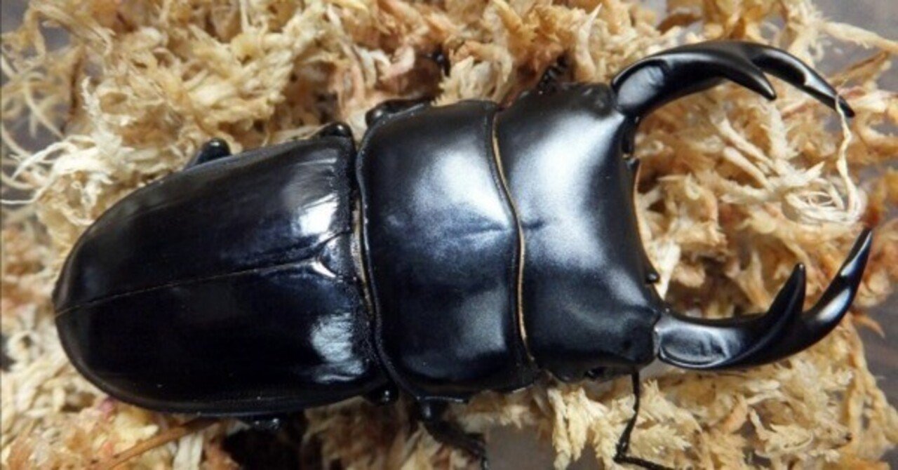 【美形】ブータンクルビデンス75mmペア くわかぶプラネット &frasl; ブータンクルビデンスオオクワガタペア