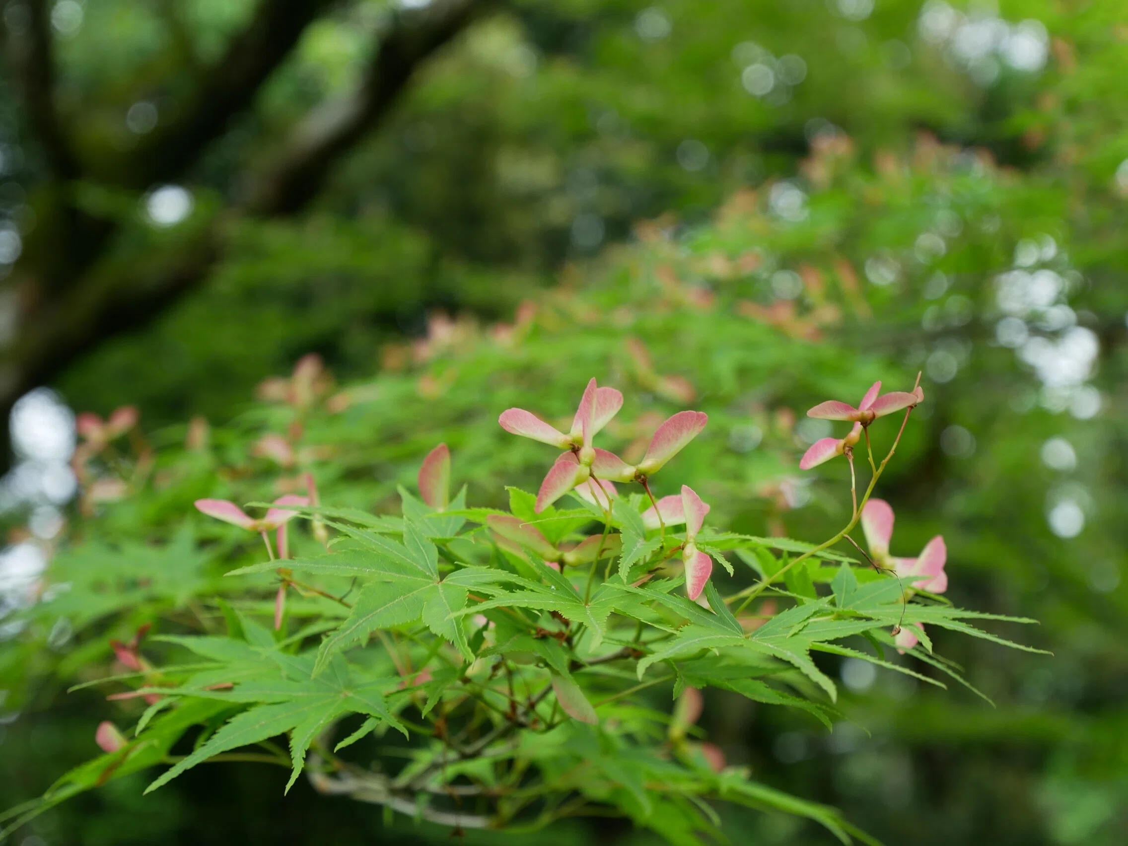 ○京都の青もみじを観てきました。雨の日の青もみじはつややかで美しい