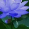 Blue_Lotus0910