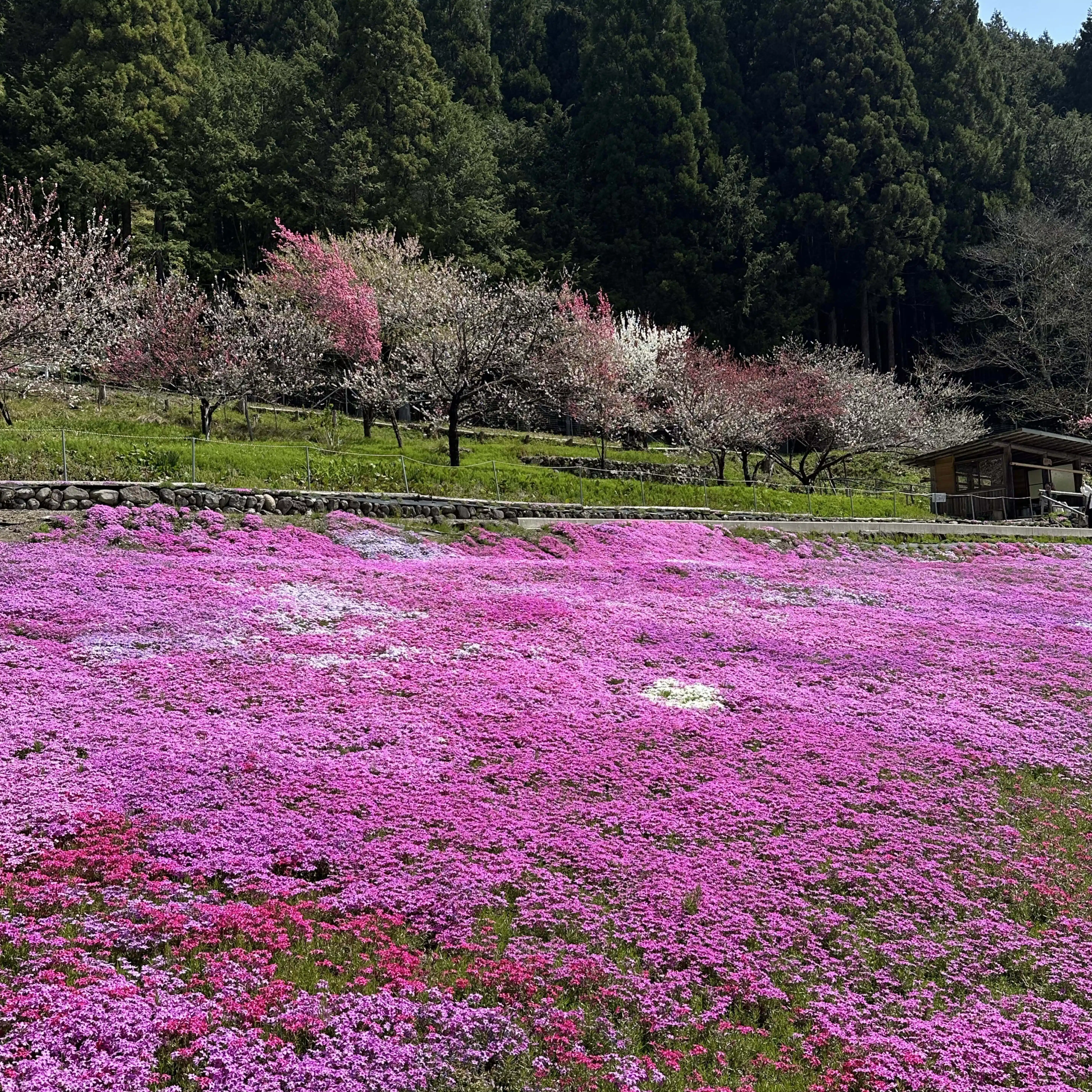 愛馬　かける