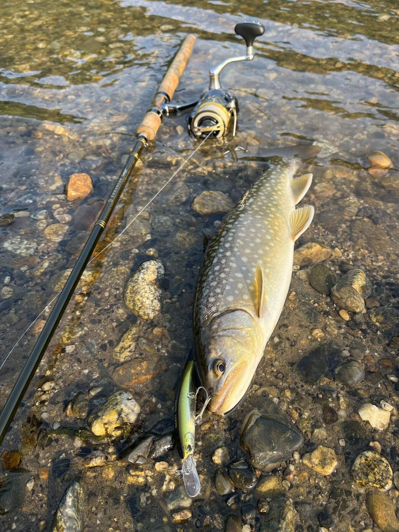 2025年新潟サクラマス釣り9日目【三面川】｜田沢寛