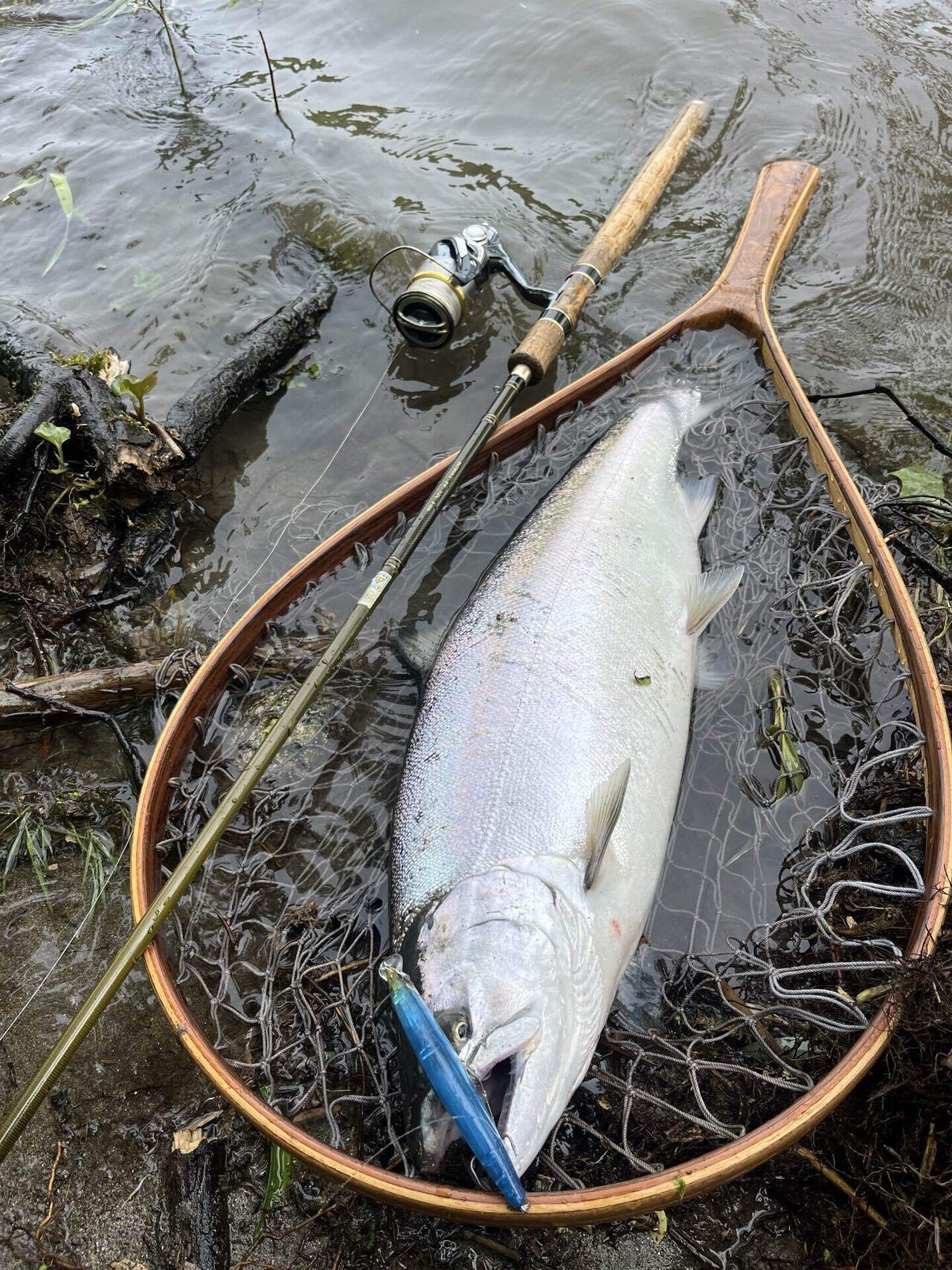2025年新潟サクラマス釣り9日目【三面川】｜田沢寛