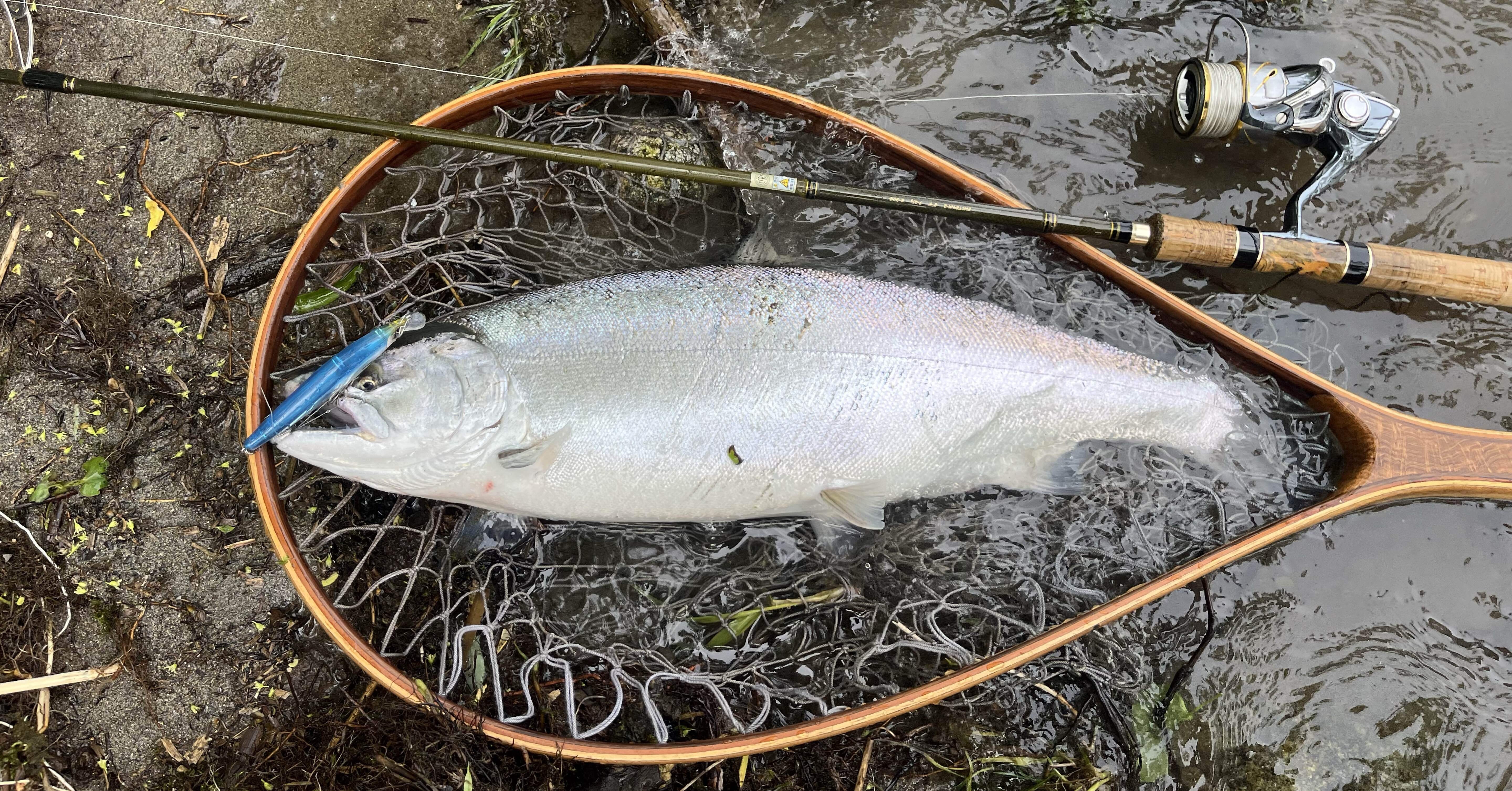 2025年新潟サクラマス釣り9日目【三面川】｜田沢寛