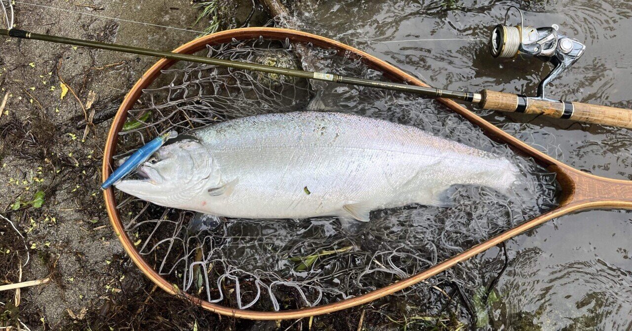 2025年新潟サクラマス釣り9日目【三面川】｜田沢寛