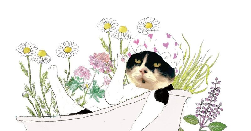 保護猫コロ子がbath Herbのパッケージに Love Co Note