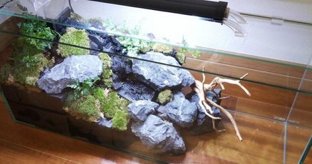 イモリウム　ありん LIVE】イモリウムの作り方【応用知識編】20×20×30cm Newt