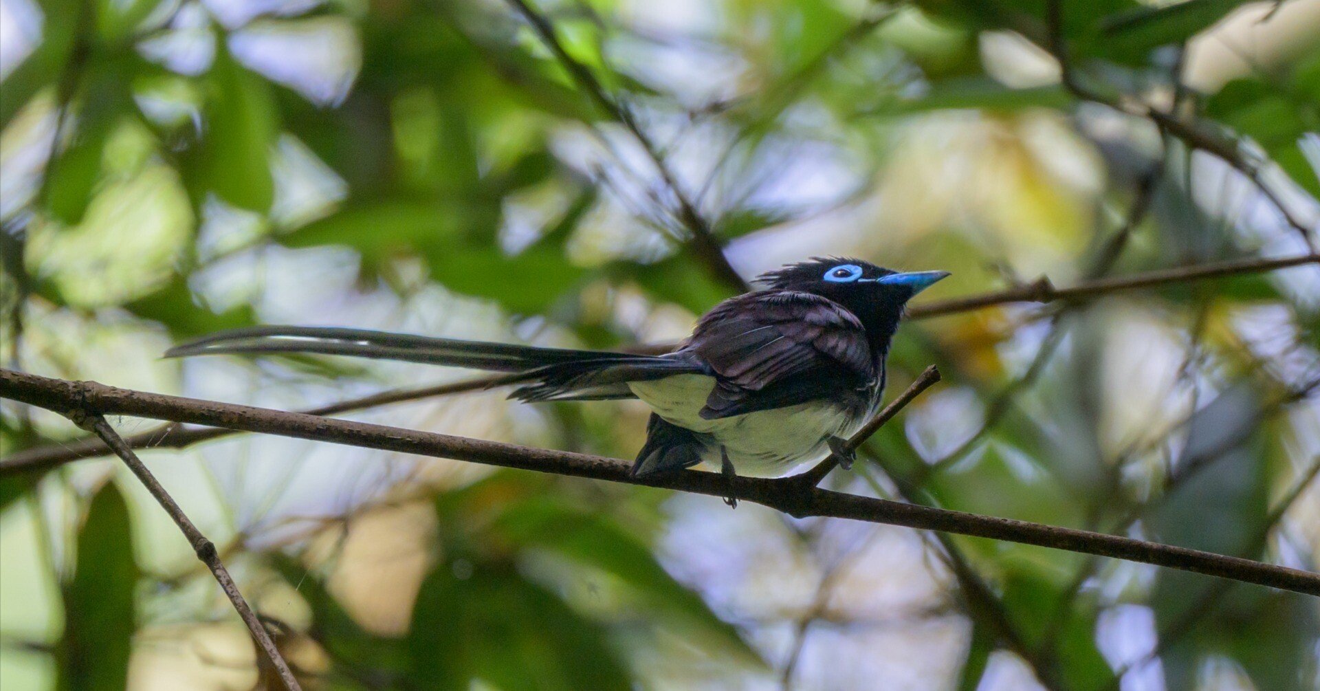 初ホイホイホイ：NIKKOR Z 800mm f6.3 VR S｜栗きんとん