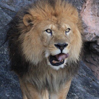 よくあるたなかさん