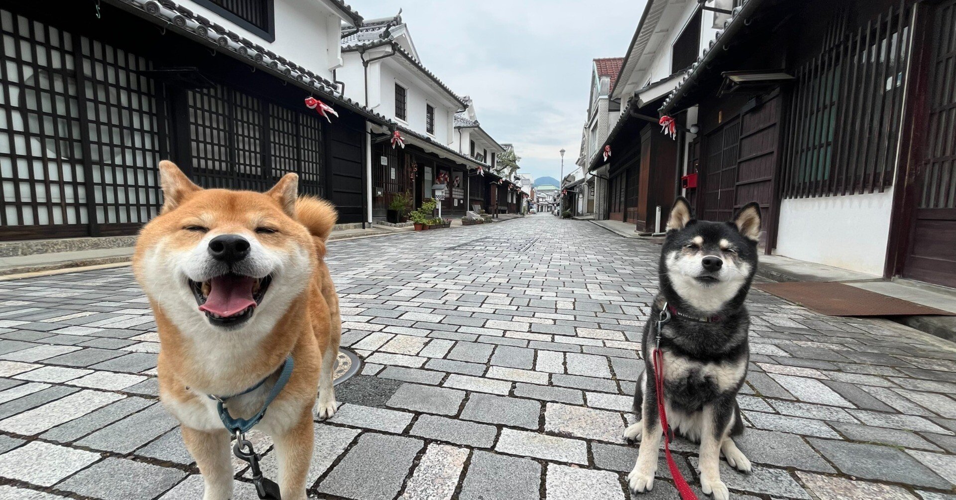 愛犬と山口・柳井の『白壁の町並み』を散策｜ただりん
