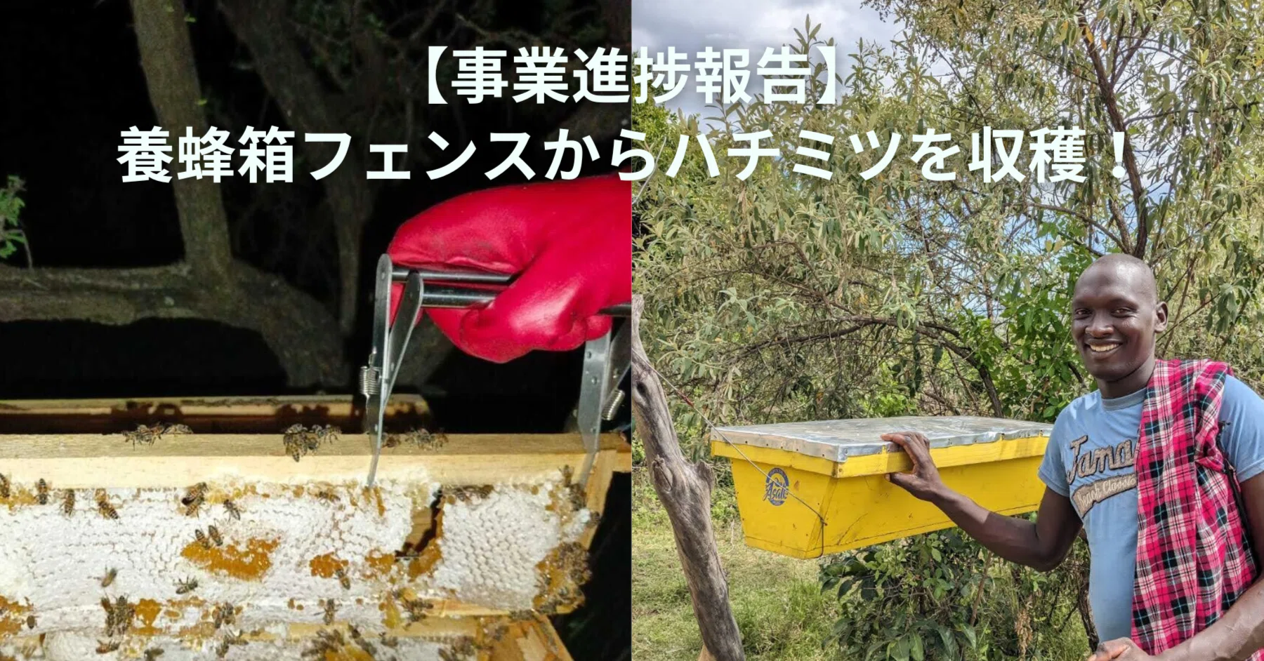事業進捗報告！】養蜂箱フェンスからハチミツを収穫しました