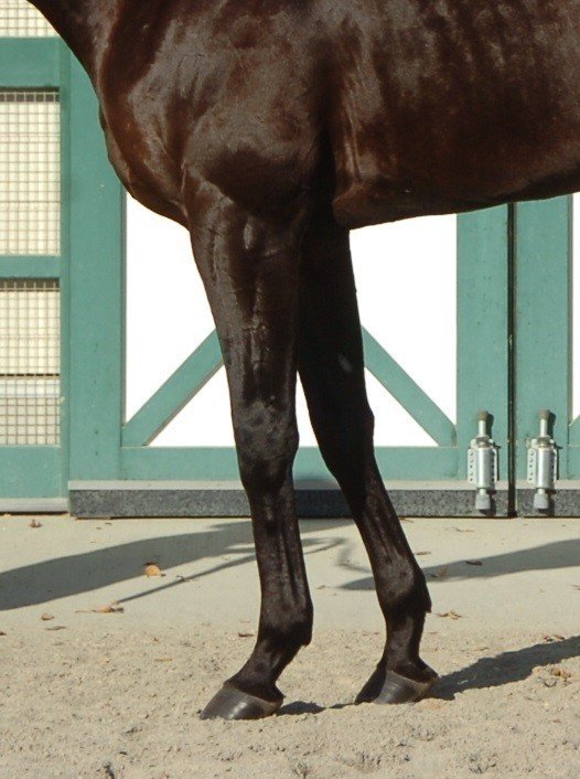 競馬 カプコレvol.32 コントレイル＆デアリングタクト セット