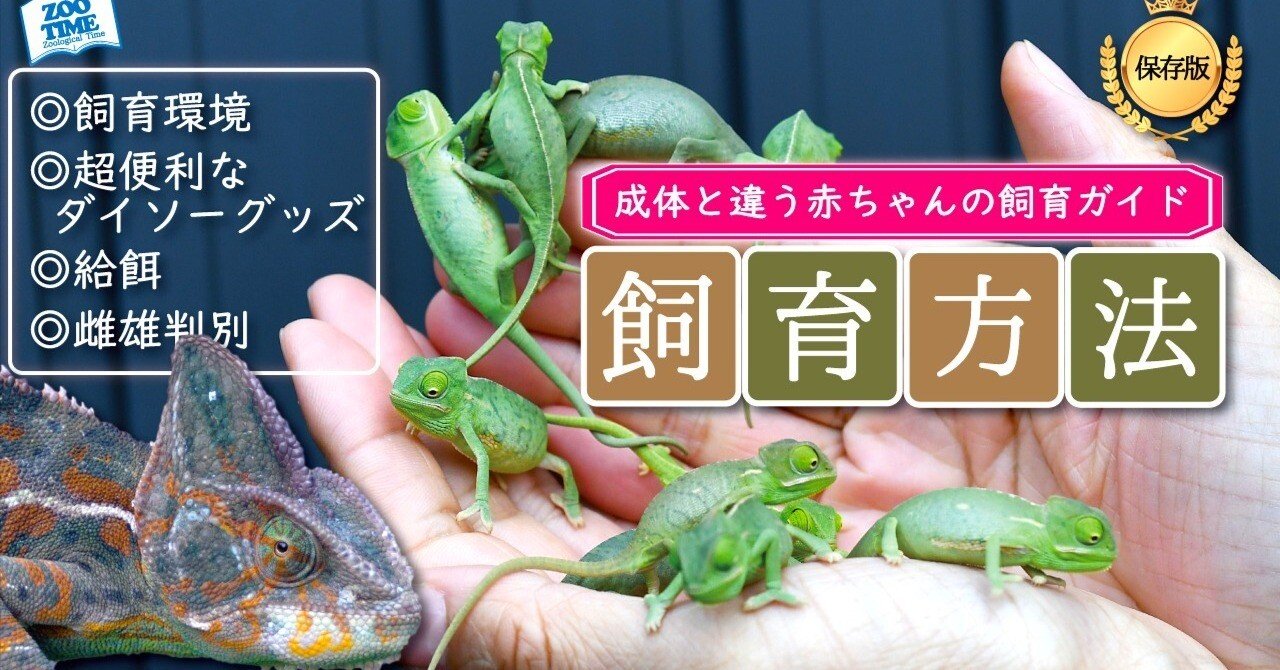 カメレオンの本 図鑑&飼育・繁殖マニュアル」1998年 リアルエステイト