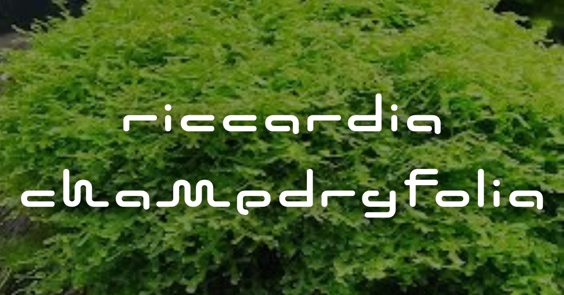 プレミアムモス 水中でも水上でも活躍する苔｜moss paradise3055 