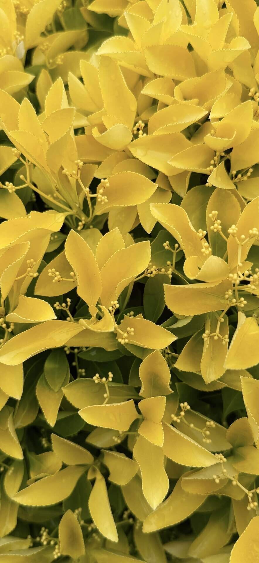 オウゴンマサキ その新芽の黄金色が美しく庭木や生垣に利用される樹木