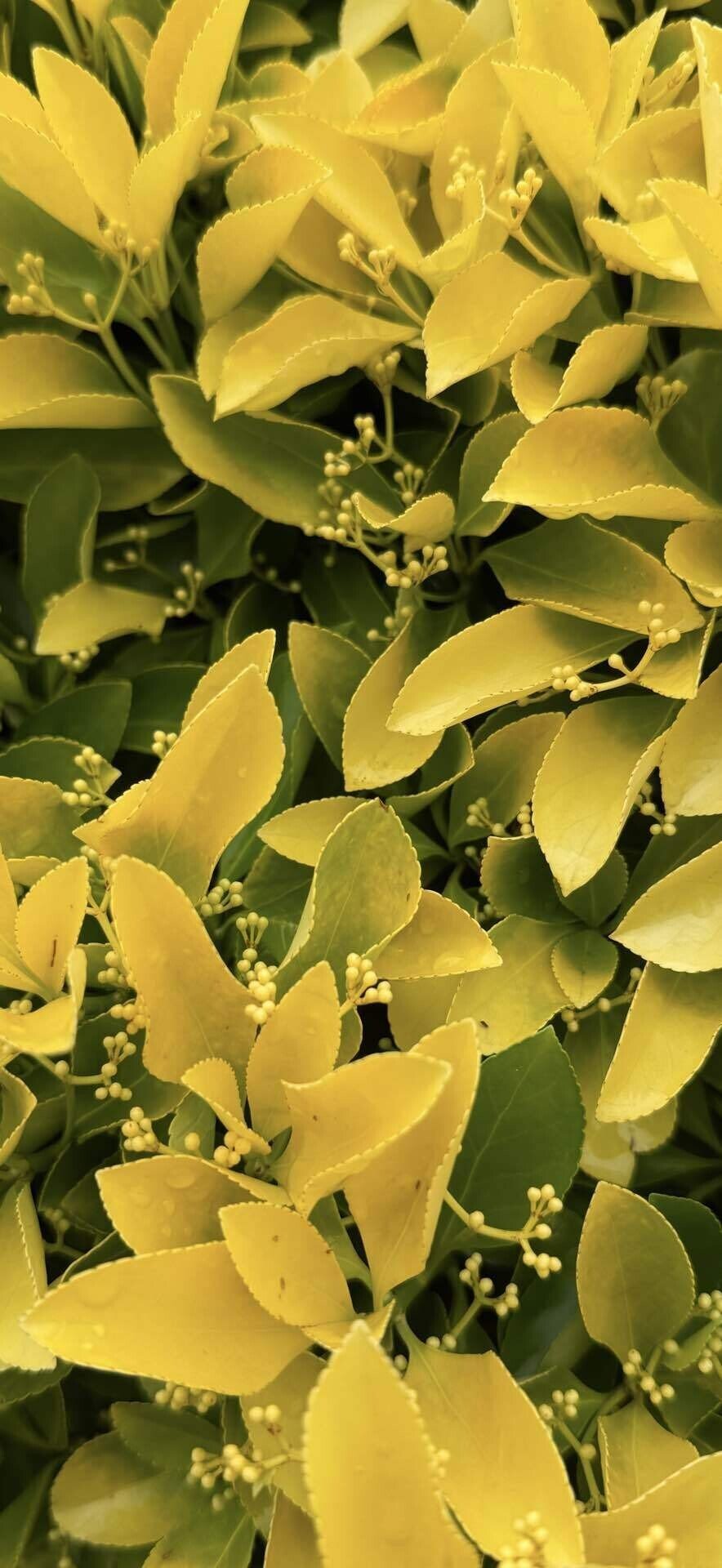 マティーナセオドシウ　黄金色の輝き　黄金色の眺望 マティーナセオドシウ 黄金色の輝き 黄金色の眺望 マティーナセオドシ