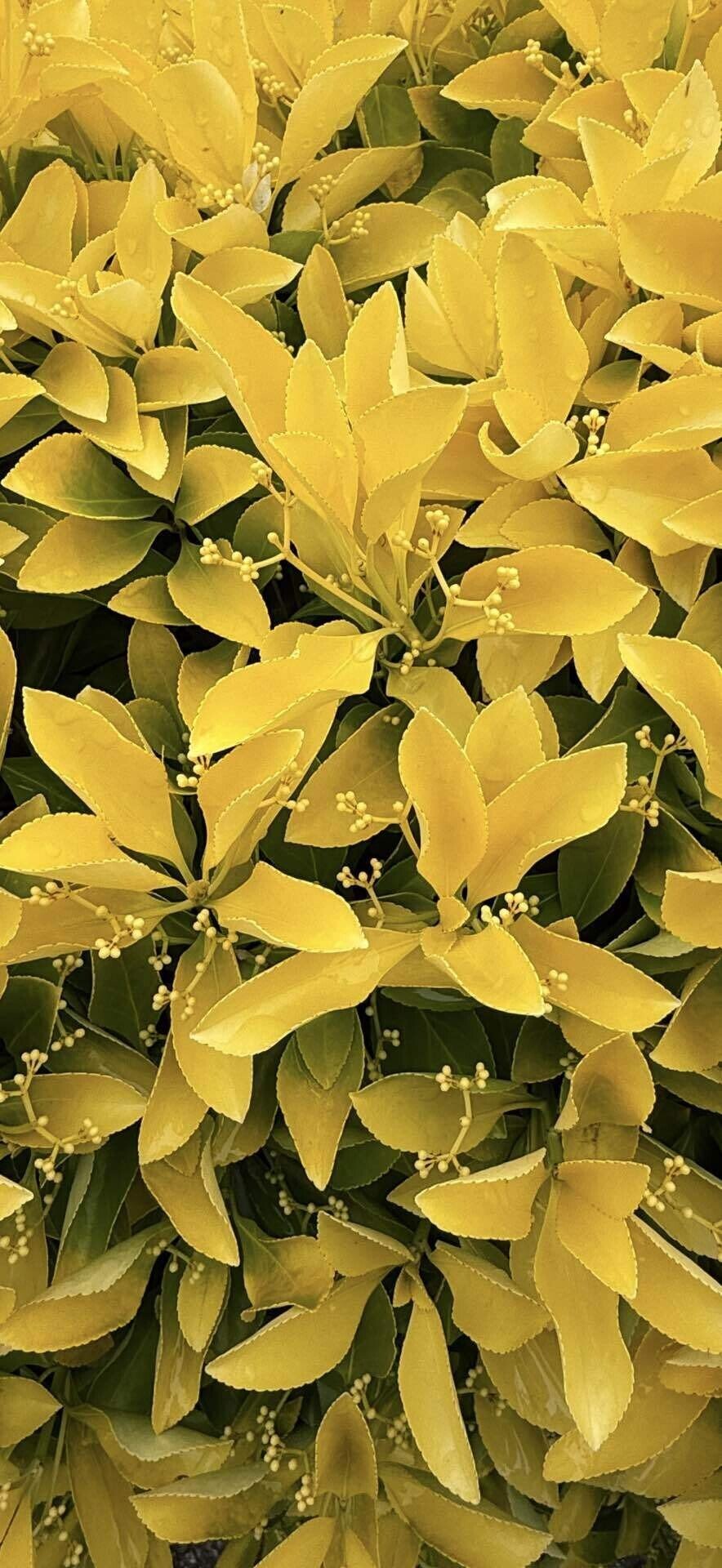 オウゴンマサキ その新芽の黄金色が美しく庭木や生垣に利用される樹木