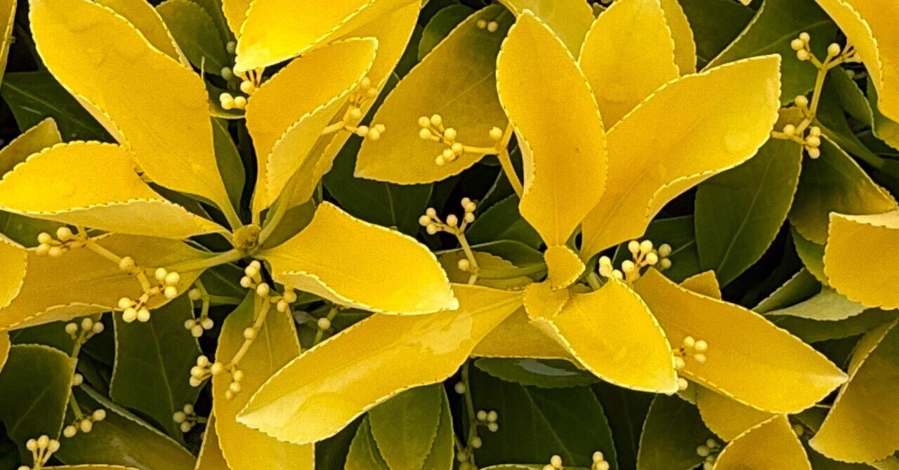 オウゴンマサキ その新芽の黄金色が美しく庭木や生垣に利用される樹木