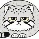 まだnullネコ