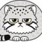 まだnullネコ