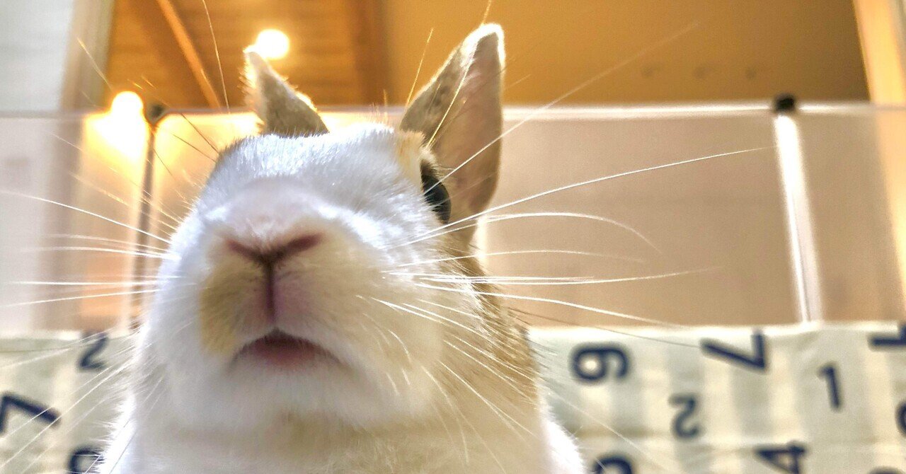 うさぎ様