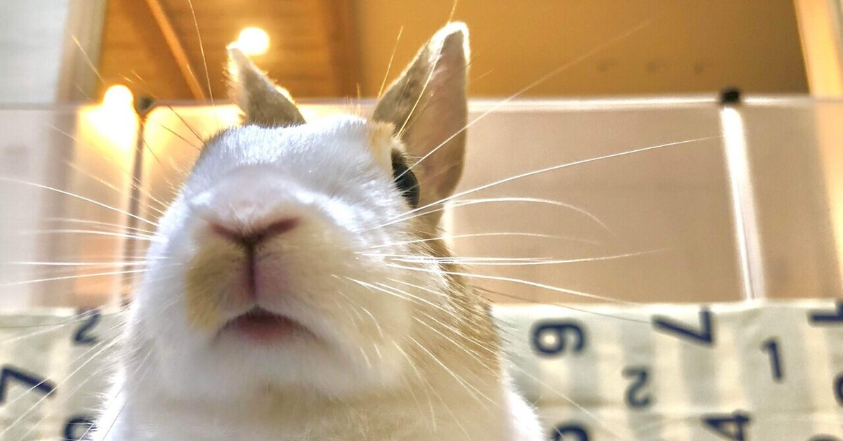 我が家のうさぎ様｜まえだえま 