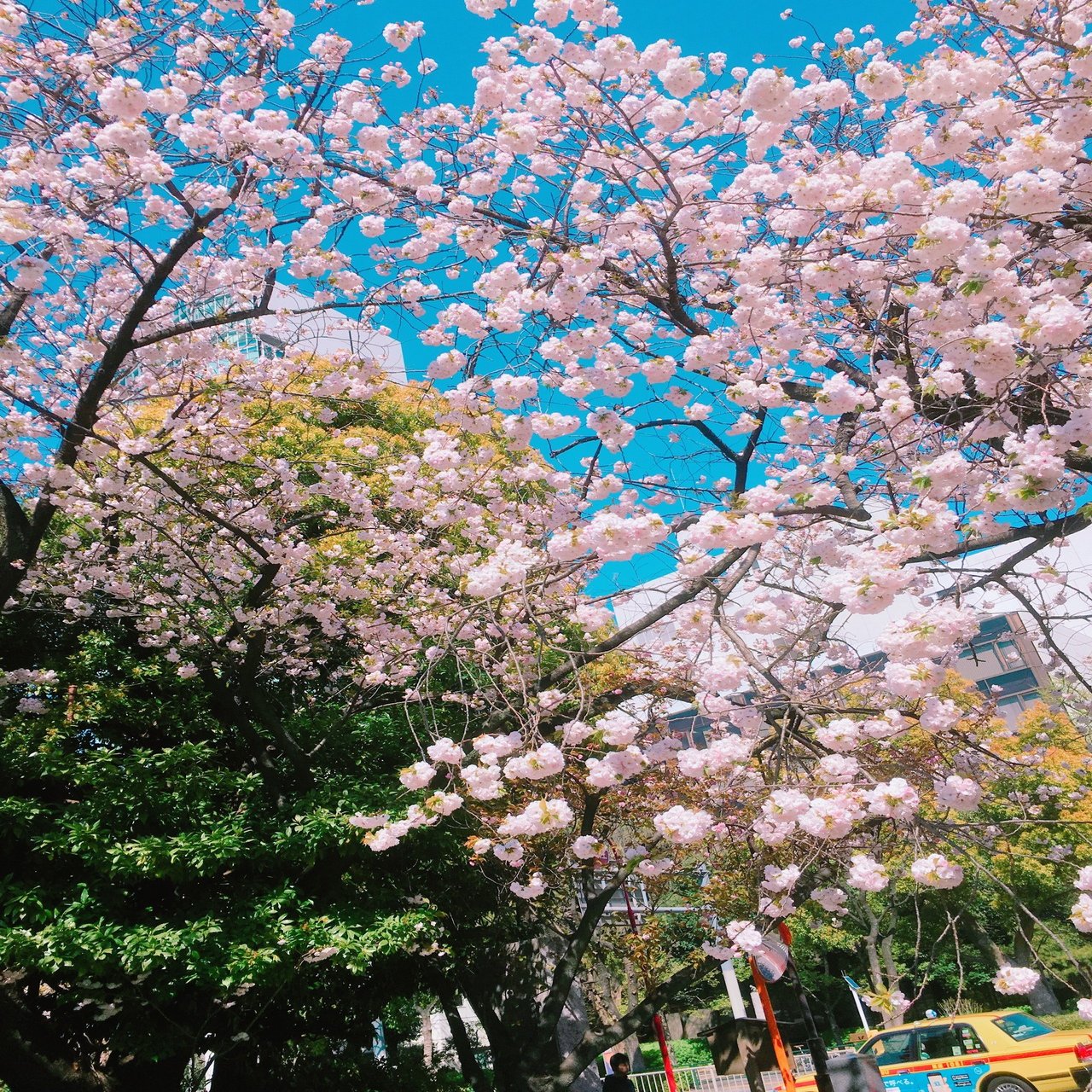 星の砂から徒歩2分 お花見にピッタリな 桜と東京タワーが一望できる絶景スポット イベントスペース星の砂tokyo 貸し会議室 イベント 撮影スペース 港区 御成門 浜松町 新橋 Note