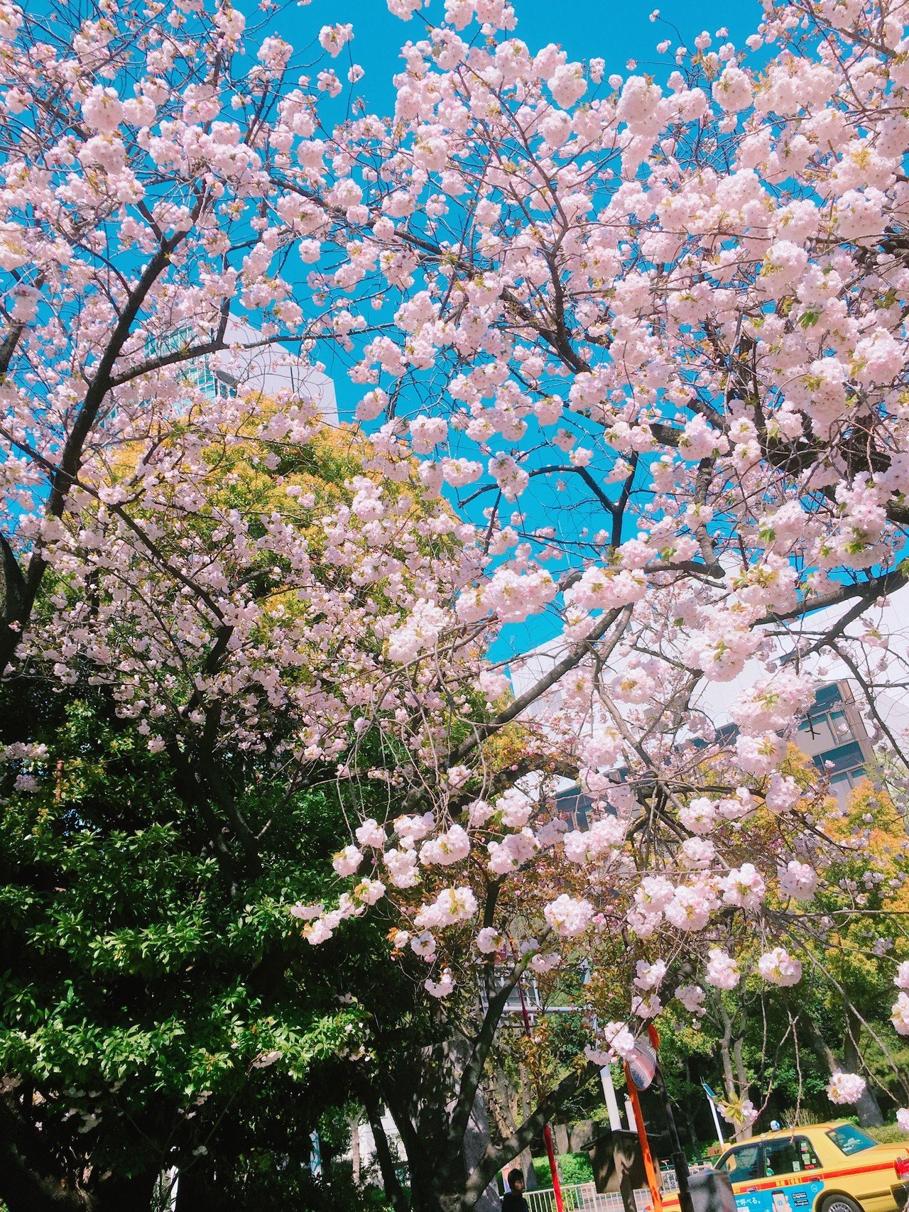 星の砂から徒歩2分 お花見にピッタリな 桜と東京タワーが一望できる絶景スポット イベントスペース星の砂tokyo 貸し会議室 イベント 撮影スペース 港区 御成門 浜松町 新橋 Note 星の砂から徒歩2分 お花見にピッタリな 桜と東京タワーが一望できる絶景スポット イベントスペース星の砂tokyo 貸し会議室 イベント 撮影スペース 港区 御成門 浜松町 新橋 Note