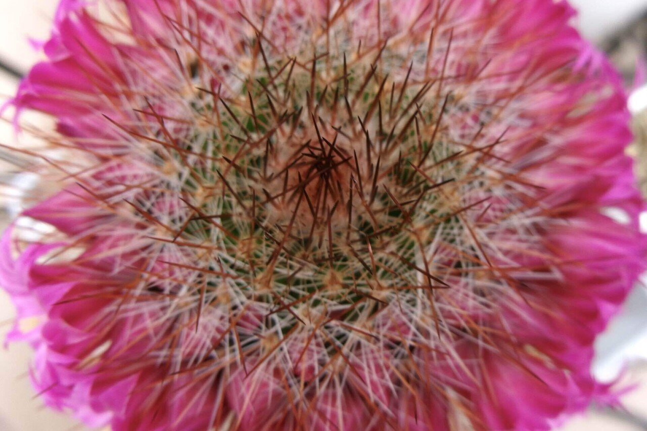 サボテンの花 ビフォー・アフター - ミュージアムブログ