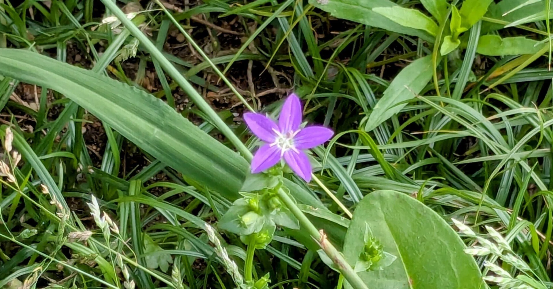 草花 ばあばのさりげない日々】「雑草じゃないよ♫」と語りかける野の草花