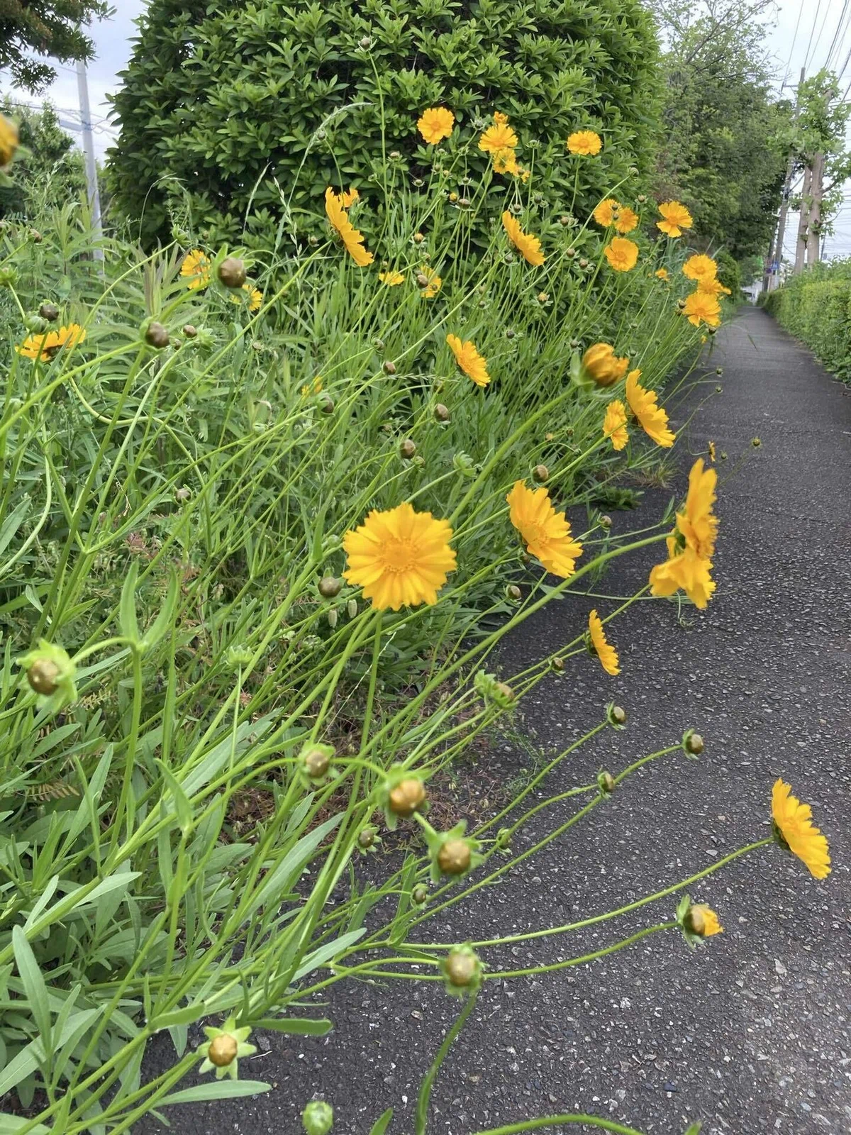 梅雨のはしり…?|くまぷこ