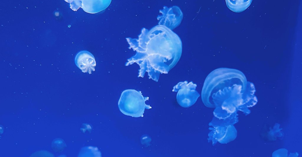 すみれ|ブレブレ女の日常