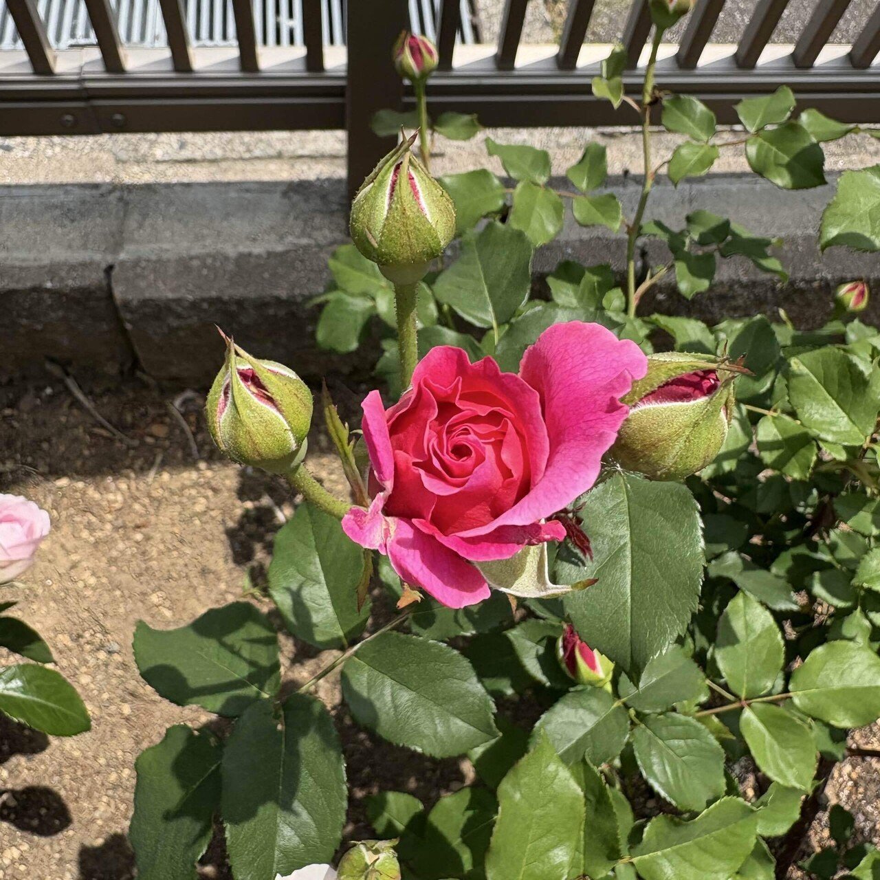 庭のバラ紹介 2025-1｜ひかり