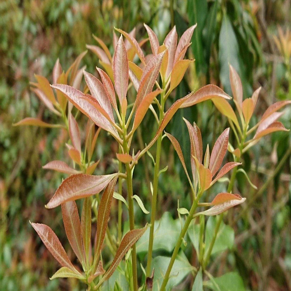 鞍葉ページ Winecraft Gold® Smokebush | Cotinus coggygria | Nature Hills Nursery