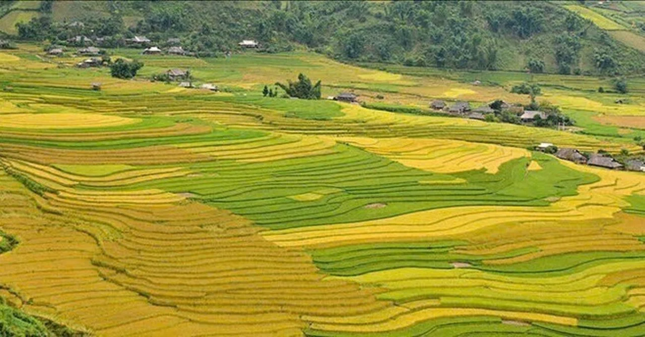 ベトナム田舎町ギアロー】田園風景の1年｜Suzuki スズキ in 🇻🇳