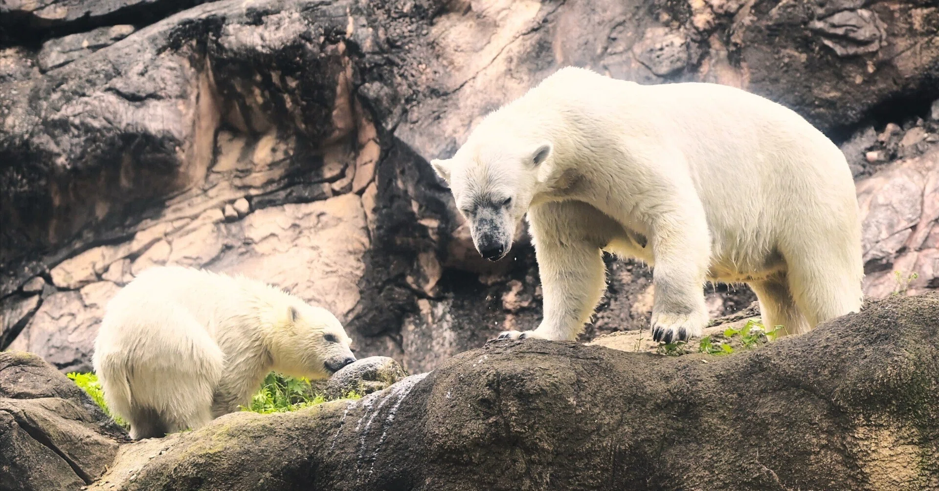 ホッキョクグマの親子が公開され大盛況だった、ひさびさのズーラシア