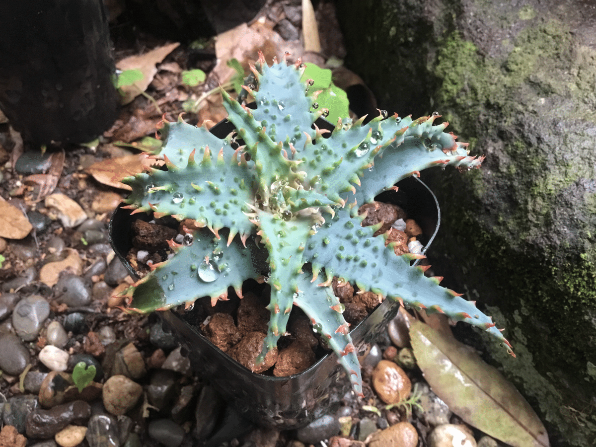 ♲植物交歓♲アロエさん来ました❤️｜nabecho