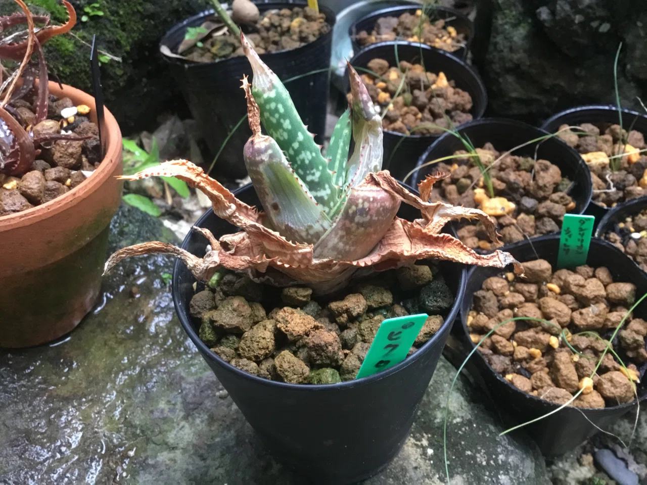 アロエ ワイリー コヨーテ | Aloe 'Wily Coyotee' 【totoge