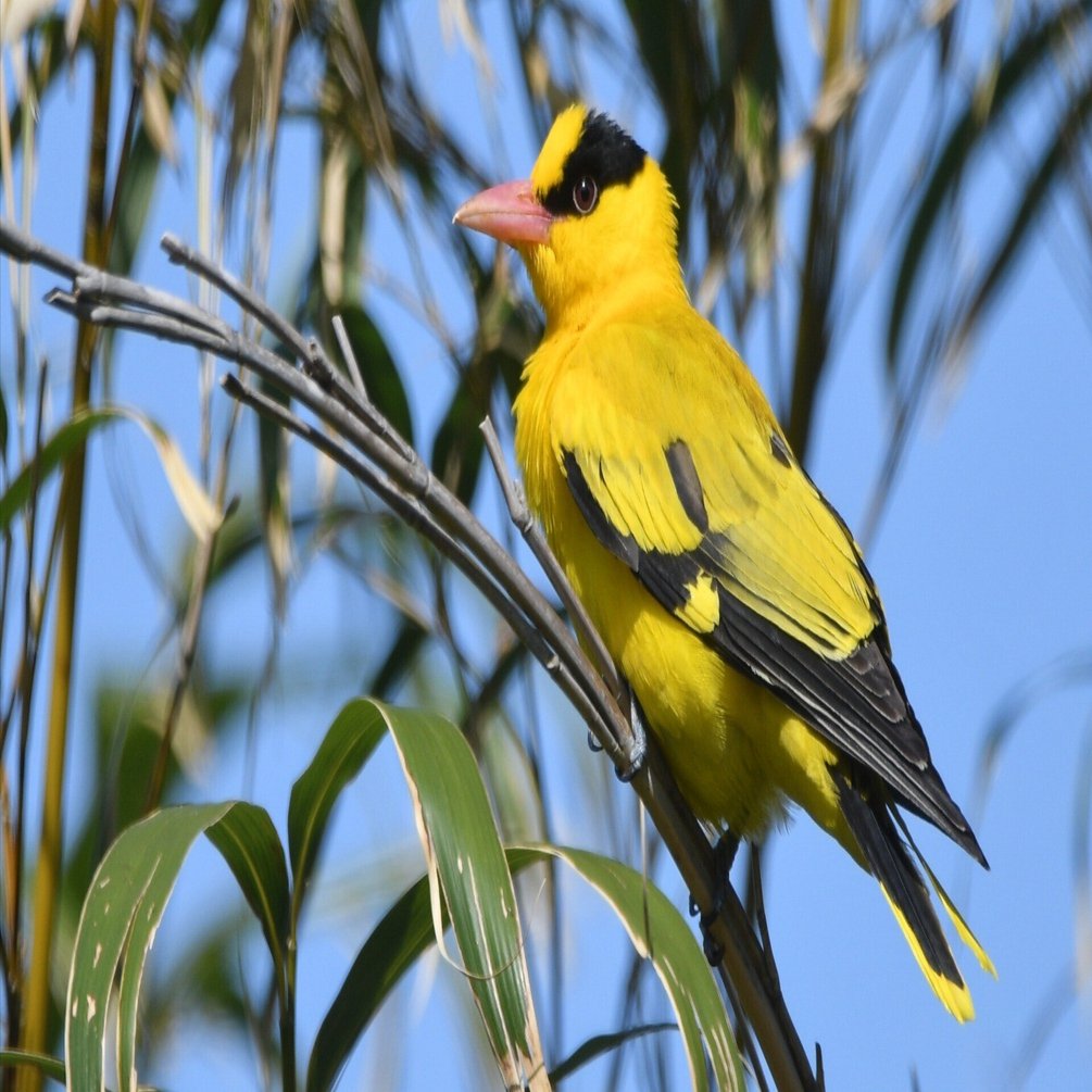 コウコウ 2025飛島観察記録④コウライウグイス｜おおるり