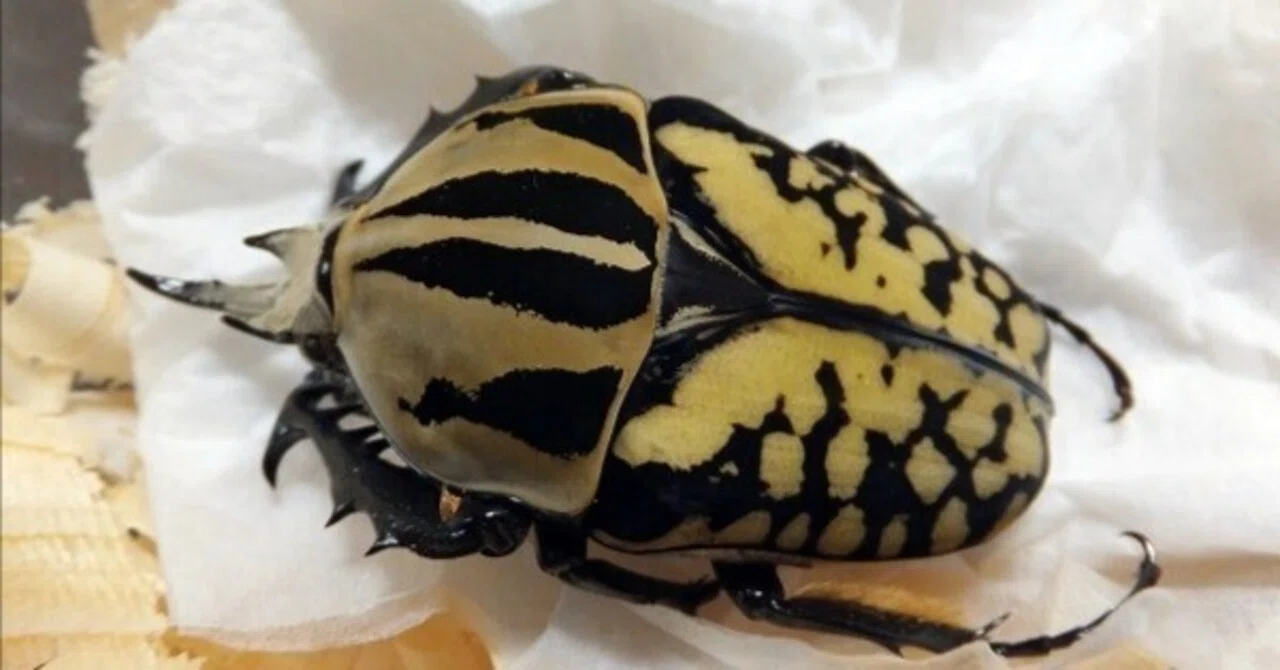 オーベルチュールオオツノカナブンの飼育記録【2012～2014】｜AKECHI
