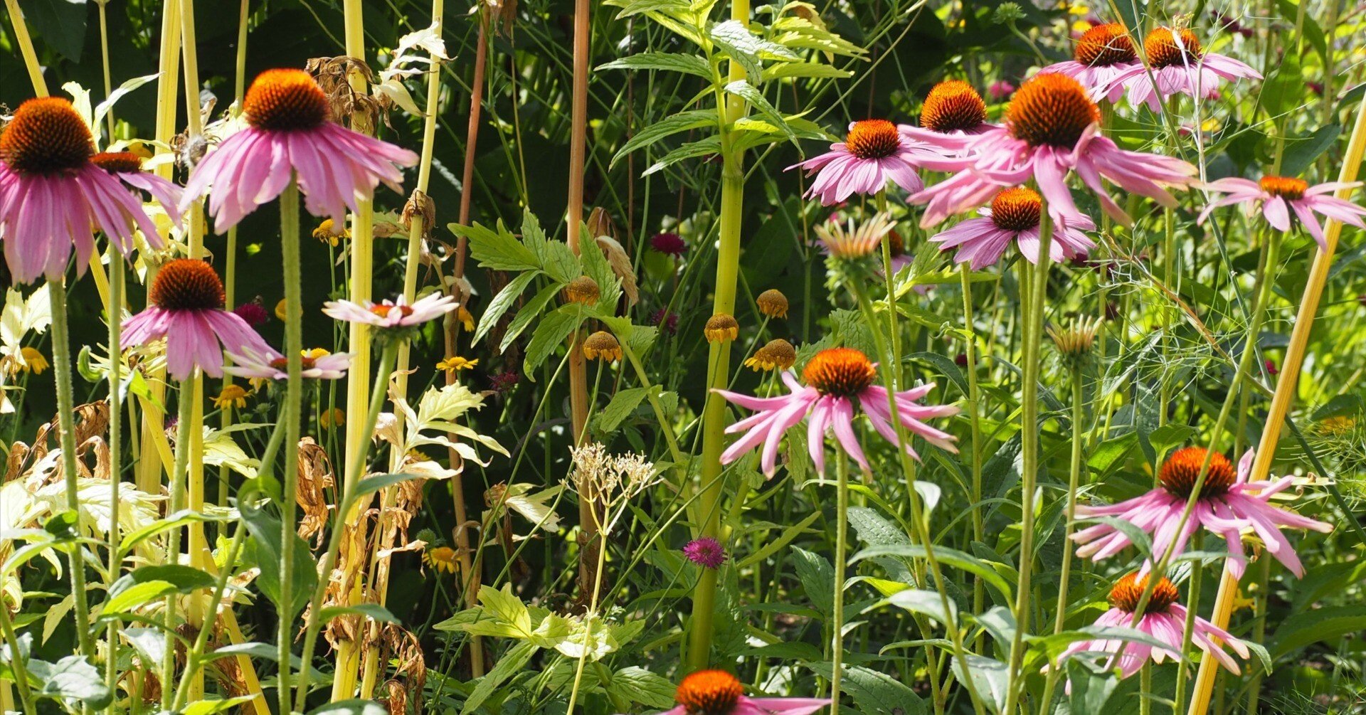 エキナセアについて｜sola og planta 作業日誌