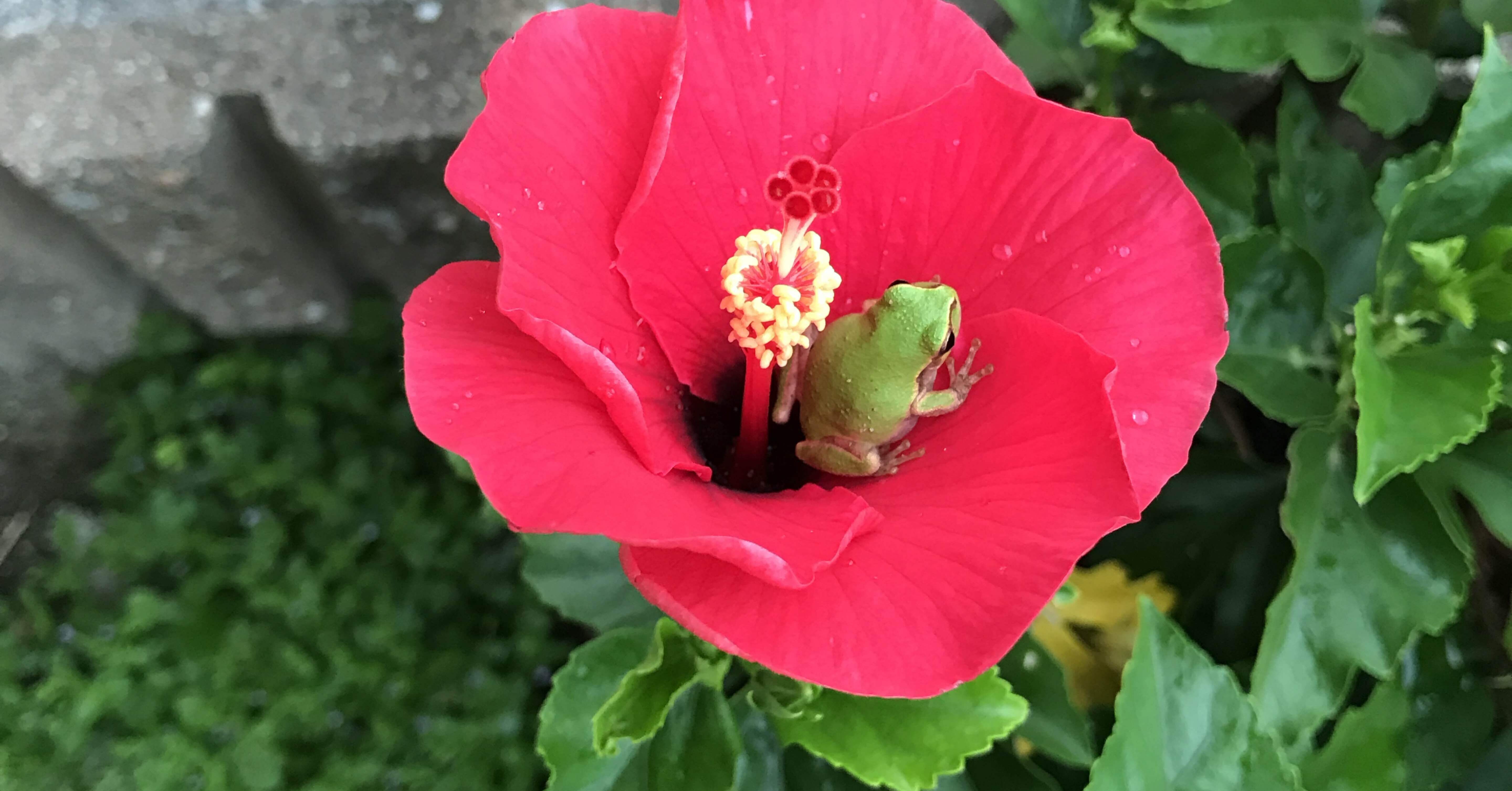 ミニハイビスカスとの思い出の話。｜せりぽん