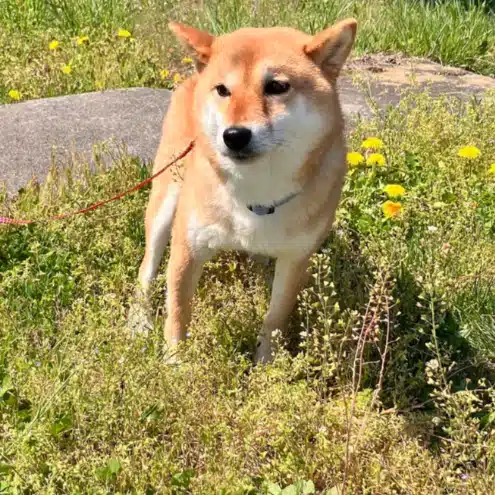 マツモト　本業も家族も諦めない｜朝30分AI副業 🐕フォロバ100