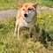 マツモト 本業も家族も諦めない|朝30分AI副業 🐕フォロバ100