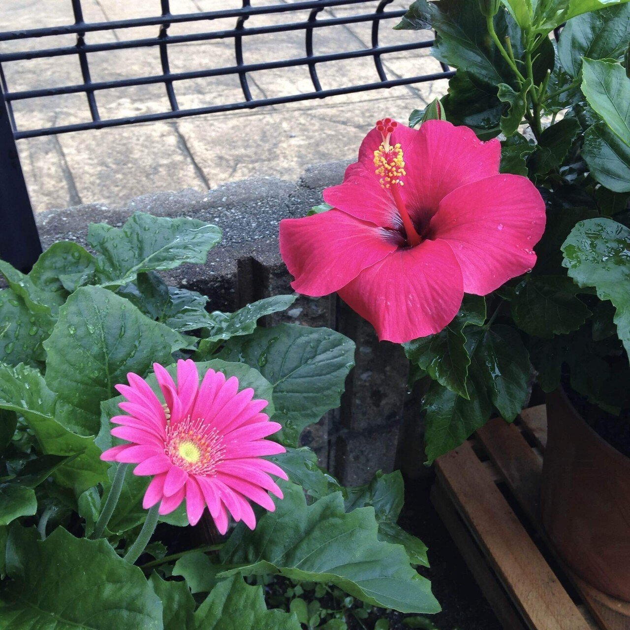 ミニハイビスカスとの思い出の話。｜せりぽん